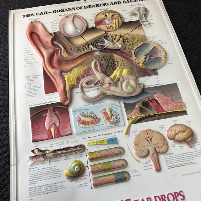 POSTER, Anatomical 3D - The Ear A1